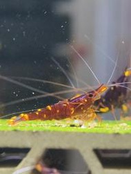 星點蘇蝦坊 黃頰 蘇蝦 米蝦
