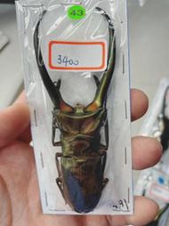 【天牛執事】【昆蟲標本】紅鹿細身 Cyclommatus elaphus 大型個體