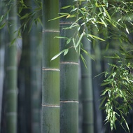 เมล็ดพันธุ์ ไผ่โมโซ ไผ่หนังจีน ไผ่ญี่ปุ่น moso bamboo 35 เมล็ด เมล็ดพันธุ์นำเข้าจาก อังกฤษ seeds.