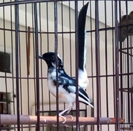 paket 3 telur burung murai blorok putih hitam fertil siap menetas