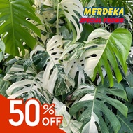 TKL - Rare Monstera Albo Borsigiana Variegated (1-7 Leaf) 稀有龟背竹白锦 (1-7叶)