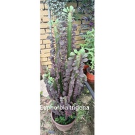 keratan Euphorbia trigona