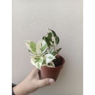 Epipremnum ‘N-Joy’ / NJoy Pothos / Money Plant NJoy 白金葛