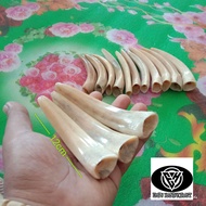 PIPA ONCE TARING DUYUNG AE 07