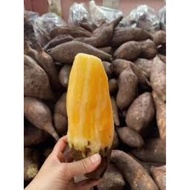 1kg Gred A Organik Ubi Yacon Cameron Highlands / 1kg Gred A Organik Ubi Yakon Cameron Highlands
