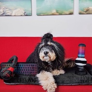 【狗狗玩具 HyperX 3件組】寵物 啾啾聲 抗憂解壓