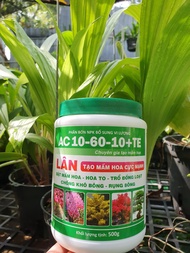 PHÂN NPK 10-60-10 Á CHÂU - PHÂN HÓA MẦM HOA – KÍCH THÍCH RA HOA VÀ RỄ -Mai Huy