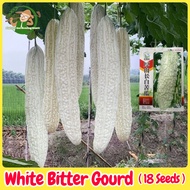 Fresh Organic White Bitter Gourd Seeds for Planting (18 Seeds) High Yield Long Balsam Pear Seed Ampa