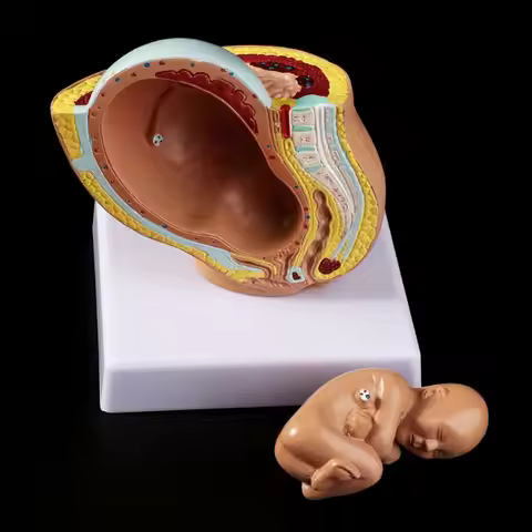 Medical props model 9th Month Baby Fetus Foetus Pregnancy Human Pregnancy Fetal Development Medical 