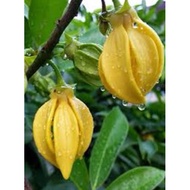Pokok bunga kenanga Bangkok, menjalar, wangi, climbing ylang ylang, artabotrys hexapetalus