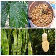 MM- Grafted Petai sapling / Anak Petai (Benih Kahwin) Anak Pokok Tanaman Benih Garden Seed Seeds