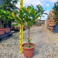 BG-Outdoor Big Size Garcinia Subelliptica Happiness Tree Real Houseplant (Pot 320 70-80cm) 室外福木幸福树 (