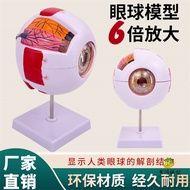 Eye Model Eyeball Model Human Body Eyeball Anatomy Model 6 Times Magnification Biological Science Ey