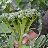 Broccoli Seed 30pcs / 西兰苔种子
