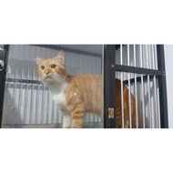 READY STOCK Kucing Persia Medium Usia 1 Tahun Jantan