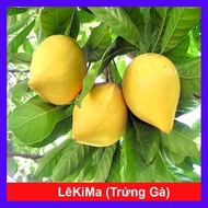 Cây lekima (cây Trứng Gà) - cây ăn quả