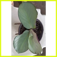 ♞,♘,♙Calathea Silver Plate Live Plants for Limited Stocks Only