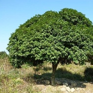 ✱♤☊1PCS Bay Leaf Seeds Laurel Plant Bayleaf Tree Seeds