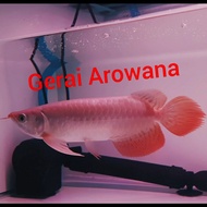 Ikan Arwana Super Red +-28 Ekor Apel Kipas