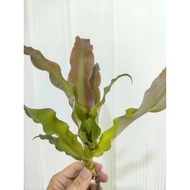 bromeliad cryptanthus Cafe Au Lait