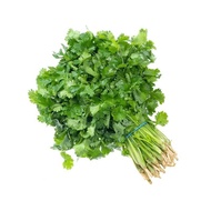 Four Seasons Coriander Seeds Seeds Big Leaf Coriander Balcony Vegetables Edible Vegetables Potted Se