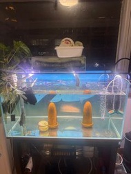 魚缸+魚缸架