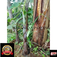 Bibit benih Tunas bonggol pisang Nangka Pisang Raja Super