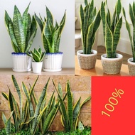 10Pohon Tanaman Lidah Mertua Hidup, Tanaman Lidah Mertua Jumbo, Tanaman Lidah Mertua Jumbo Super