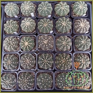 ◎ ◄ Gymnocalycium Triacanthum Live Cactus Plant