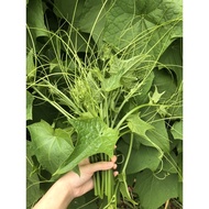 Puncuk labu / Chayote leave 龙须菜 ‼️organic‼️ 500g+-