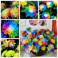 [Free gift]100Biji Benih Bibit Bunga Krisan Pelangi Import