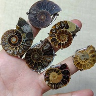 Ammonite Fossil Ring In Metal Case Free Size