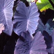 colocasia black ruffles
