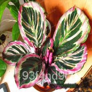 Factory price 【COD】10pcs Rare Calathea Seeds Air Freshening Plants Seeds #SW33 Spinach SNOM