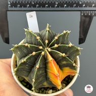 ยิมโนด่าง ไม้เมล็ด #ไซส์ใหญ่ Gymnocalycium แคคตัส กระบองเพชร cactus&amp;succulent