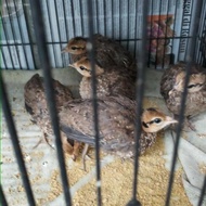 anakan ayam hutan hijau