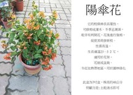 心栽花坊-陽傘花/冬紅花/7吋/綠化植物/綠籬植物/觀花植物/售價200特價180