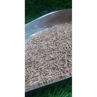 Jintan Putih/ Cumin Seed 1kg