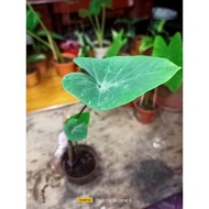 Colocasia Tea Cup (Cup Shaped Colocasia)