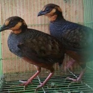 Ready Burung Puyuh Gonggong Gacor Sepasang Siap Ternak -Lapak Robi