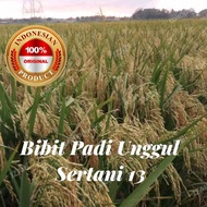 BIBIT UNGGUL PADI SERTANI 13 SUPER KUALITAS 1KG