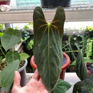 anthurium papillilaminum fort sherman