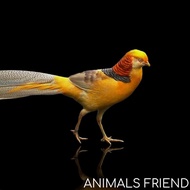 AYAM HIAS YELLOW PHEASANT
