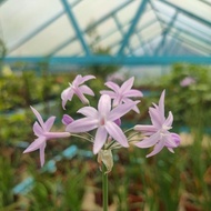 Society garlic Pokok Kucai Ungu