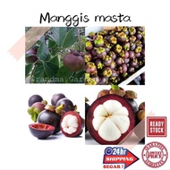 (GG real plant) anak pokok manggis masta  cepat berbuah hybrid premium top quality kebun fruits seda