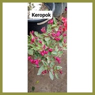 ▤ ∆ ◳ SALE!! BOUGAINVILLEA CUTTINGS