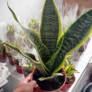 Anak Pokok Bunga Lidah Jin Snake Plants Sansevieria Superba Live Plants Indoor Plants Pokok Hiasan Cantik Lidah Jin