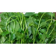 Malabar spinach seeds 10 grams