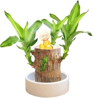 Mini Brazil Lucky Wood - Magical Sprouting Lucky Bamboo Wood, Hydroponic Potted Plant Stump Small Mini Plant Indoor Office Desktop Plant (Brazilian Wood/Doll Random)