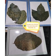 DAUN JELATANG GAJAH (FRAME A4)